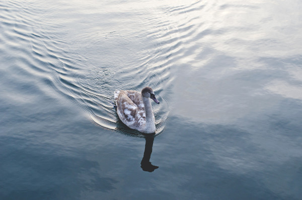 Swan_lake_swag